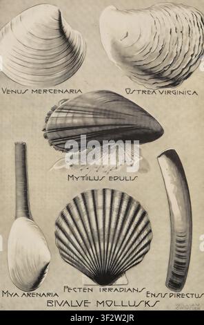 Wissenschaftliche Illustration, die verschiedene Arten von Muscheln zeigt, darunter Venusmuschel, Auster, Miesmuschel, Jakobsmuschel und Klappmuschel, in einem Vintage-Lehrstil präsentiert. Aus Ein Naturforscher am Meeresufer von William Crowder, Veröffentlichungsdatum 1928 Stockfoto