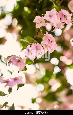 Vertikale Aufnahme von zarten hellrosa Bougainvillea-Blüten, die entlang eines Astes vor weicher, sonnenbeschienener Bokeh-Umgebung blühen Stockfoto