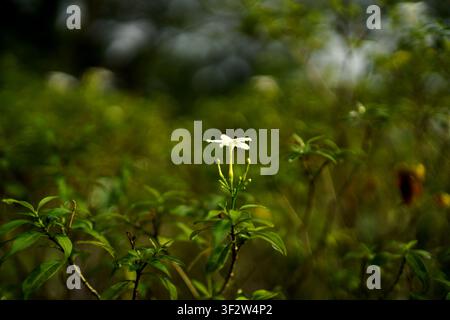 Einzige kleine weiße Jasminblüte, die inmitten dichten grünen Laubs mit weichem, traumhaftem Bokeh-Hintergrund blüht Stockfoto