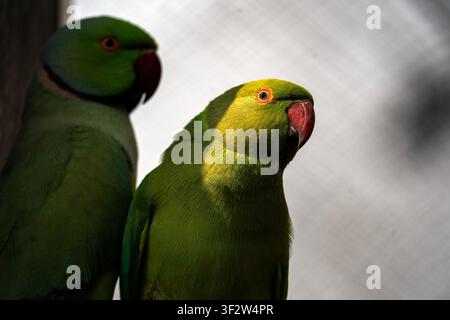 Paar Rosenring-Papageien, die dicht beieinander sitzen, während weiches Sonnenlicht das leuchtend grüne Gefieder hervorhebt Stockfoto