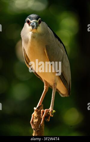 Schwarzkronen-Nachtreiher, der aufrecht auf einem Ast sitzt und mit auffälligen roten Augen direkt in die Kamera blickt Stockfoto