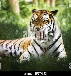 Ansicht eines knurrenden Tigers, der im grünen Gras in Polen ruht. Stockfoto