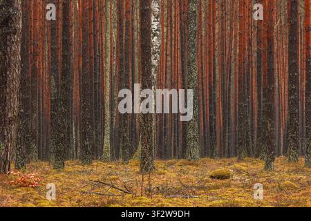 Blick auf den Tuchola-Wald mit dichten Kiefern mit hohen, geraden Stämmen und moosbedecktem Boden in Male Swornegacie, Woiwodschaft Pommern, Polen Stockfoto