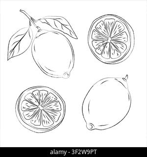 Handgezeichnete Umrissdarstellung einer Zitronenscheibe und einer ganzen Zitrone. Weißer Doodle-Stil. Vektorgrafik-Illustration Handgezeichnete Federzeichnung von Zitrone Obst, Halb, Scheiben Stock Vektor