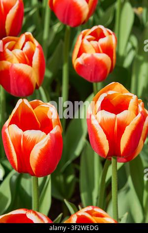 Strahlend rote und gelbe bicolor Tulpen blühen in einem sonnigen Frühlingsgarten mit frischen grünen Blättern. Stockfoto