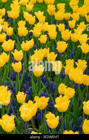 Lebendige gelb geränderte Tulpen und blaue Traubenhyazinthen blühen im Frühlingsgarten. Stockfoto