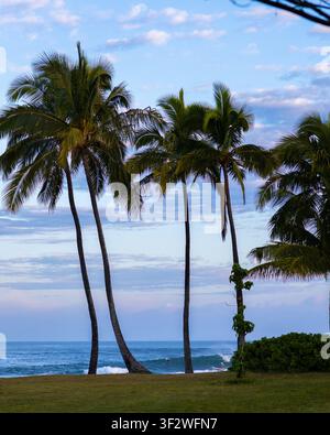 HALEIWA, NORTH SHORE, HAWAII - 19. JANUAR 2022: Hohe Palmen rahmen den Ozean und die Surferlinie an der North Shore ein. Stockfoto