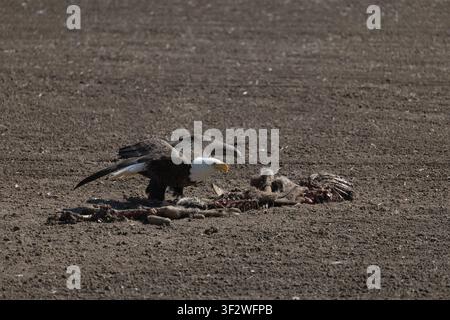 Steinkauz, der von einer Weißwedelkadaver in Exeland, Wisconsin, abhebt. Stockfoto