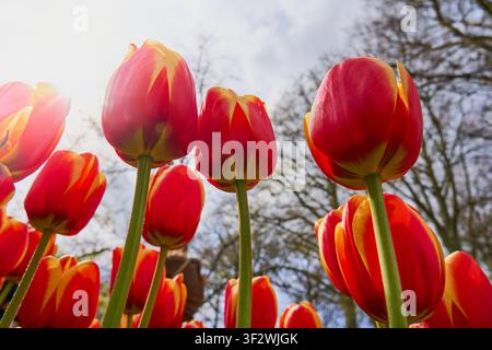 Dramatischer Blick von unten auf rote und gelbe Tulpen, die im Frühlingssonnenlicht leuchten Stockfoto
