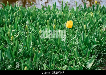 Einsamer gelb geränderter Tulpe, der sich in einem Frühlingsgarten zwischen grünen Knospen abhebt. Stockfoto