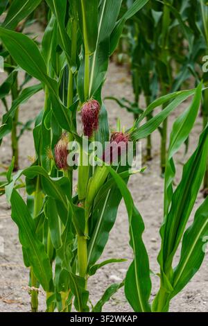 Nahaufnahme von jungen grünen Maiskolben mit rötlichen Sichtern, die an einem Stängel in einem bewirtschafteten Feld in Coesfeld, Deutschland, wachsen Stockfoto