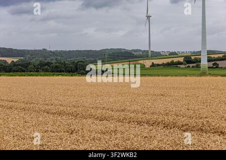 Goldenes Weizenfeld mit Windrädern und hügeligem Ackerland unter bewölktem Himmel in Coesfeld, Deutschland Stockfoto
