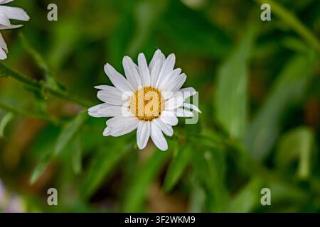 Nahaufnahme einer blühenden weißen Gänseblümchenblüte in einem Garten in Coesfeld, Deutschland Stockfoto