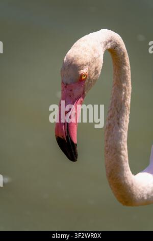 Nahaufnahme eines Flamingos mit einem anmutig gebogenen Hals und einem rosa Schnabel, der strukturierte Federn und ein durchdringendes Auge vor einem weichen Wasserhintergrund zeigt Stockfoto