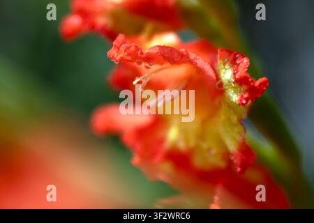 WA31247-00.....WASHINGTON -  Gladiolus in städtischem Garten. Stockfoto