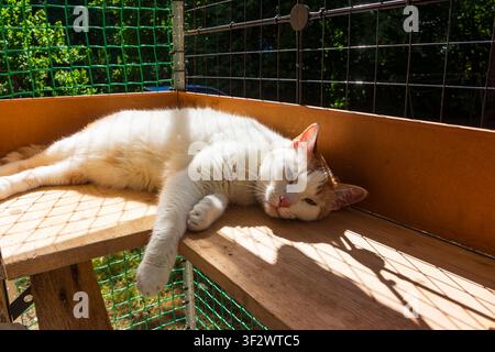 Entzückende rotbraune und weiße Katze entspannt sich bequem auf einem hölzernen Katzenregal, genießt warme Sommersonnenstrahlen und verbringt eine friedliche Nachmittagsruhe in einem Stockfoto