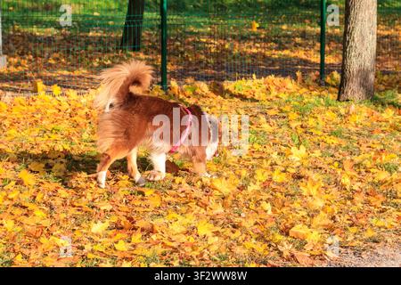 Australischer Schäferhund geht in einem Herbstpark Stockfoto