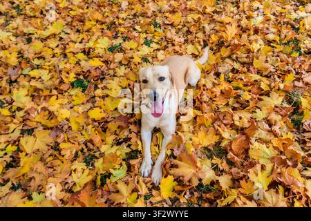 Junger labrador Retriever Hund in den gefallenen gelben Ahornblättern im Herbstpark Stockfoto
