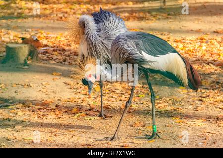Paar grauer Kronenkraniche (Balearica regulorum) im Herbst Stockfoto