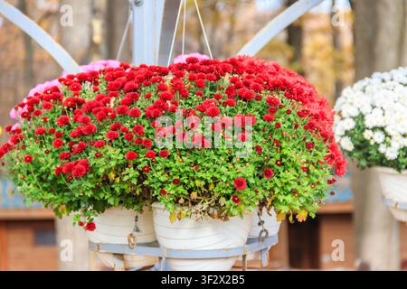 Bunte Chrysanthemenblumen in Töpfen in einem Park Stockfoto