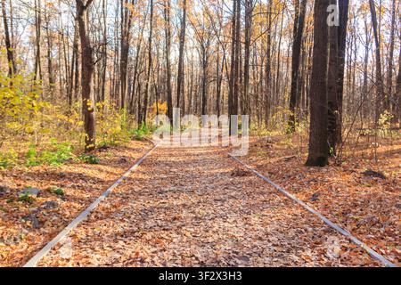 Leere Gasse, bedeckt von gefallenen Eichenblättern im Herbstpark Stockfoto