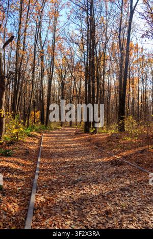 Leere Gasse, bedeckt von gefallenen Eichenblättern im Herbstpark Stockfoto