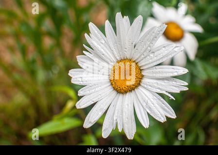 Einzelne weiße Gänseblümchen mit glitzernden Regentropfen vor weichem grünem Hintergrund und verschwommenen Sommerblumen. Stockfoto