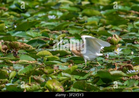 Squacco heron (Ardeola ralloides) adult in Brutkleid, das über Seerosenblätter läuft, die den See im Sommer bedecken Stockfoto