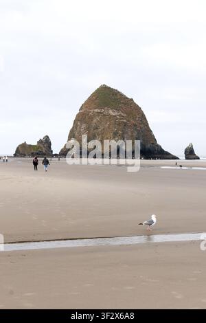 Eine Möwe im Vordergrund und Menschen, die auf Haystack Rock zu und um ihn herum gehen, im Hintergrund, in Cannon Beach, Oregon. Stockfoto