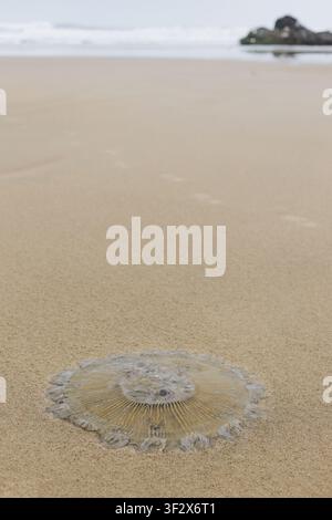 Tote, klare Qualle an einem Strand. Stockfoto