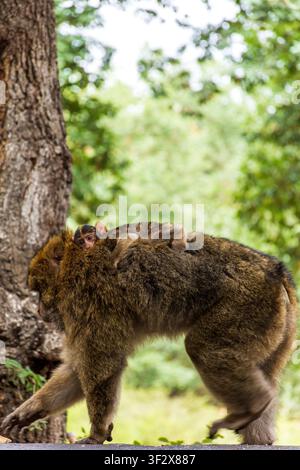 Mutter des Berberaffen trägt ihr Baby auf dem Rücken in einem grünen Wald in Algerien. Stockfoto