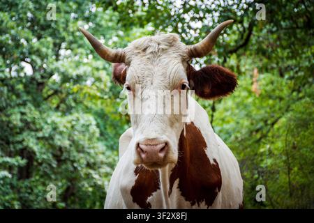 Porträt einer gehörnten braunen und weißen Kuh, die die Kamera gegen grünes Laub ansieht. Stockfoto