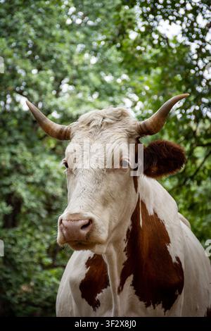 Porträt einer gehörnten braunen und weißen Kuh, die die Kamera gegen grünes Laub ansieht. Stockfoto