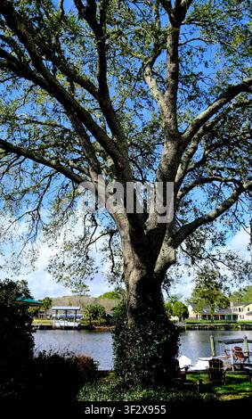 Majestätische Lebenseiche überblickt ein ruhiges Flussuferviertel in Florida unter klarem blauem Himmel Stockfoto
