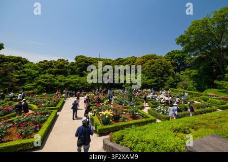 Eingebettet im Herzen von Tokio bietet der Kyu-Furukawa-Garten eine ruhige Oase mit seinem wunderschön gepflegten westlichen Rosengarten. Reihen von lebendigen Stockfoto