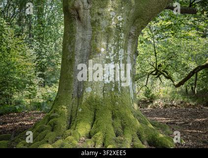 Nahaufnahme des moosbewachsenen Stammes und der freiliegenden Wurzeln einer alten Buche im Savernake Forest, Wiltshire, England, UK. Stockfoto