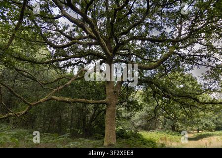 Urtümliche Eiche mit weit ausladenden Ästen in einer Sommerlichtung im Savernake Forest, Wiltshire, England, UK. Stockfoto