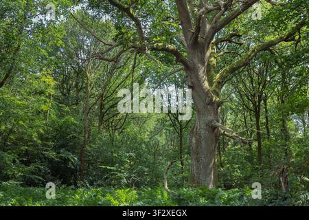Alter Veteranen-Buche steht in üppigem grünen Wald in Savernake Forest, Wiltshire, England, mit weit ausladenden Ästen und Sommerlaub. Stockfoto