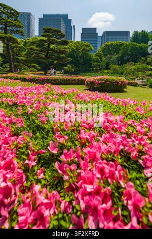 Der Ninomaru-Garten, der sich innerhalb der Kaiserpalast-Ost-Nationalgärten in Tokio befindet, bietet eine ruhige Oase inmitten der geschäftigen Stadt. Besucher können stro Stockfoto