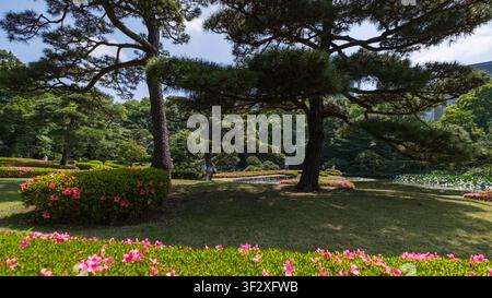 Der Ninomaru-Garten, der sich innerhalb der kaiserlichen Ostnationalgärten in Tokio befindet, bietet eine ruhige Oase mit sorgfältig gepflegten Landschaften. Vi Stockfoto