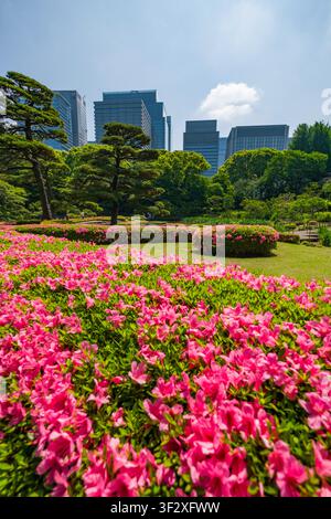 Der Ninomaru-Garten, der im Kaiserpalast Ost-Nationalgarten in Tokio liegt, bietet eine ruhige Oase inmitten moderner Stadtlandschaften. Die Gartenschau Stockfoto