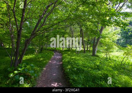 Ninomaru Woods, gelegen innerhalb der Kaiserpalast-Ost-Nationalgärten in Tokio, bietet eine ruhige Flucht in die Natur. Dieses Waldgebiet bietet einen Gewinn Stockfoto