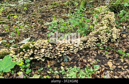 Hypholoma fasciculare, der Schwefelporling oder Büschelporling, ist ein häufiger Waldbodenpilz oder Pilz, der auf toten Baumstämmen wächst, England, UK Stockfoto