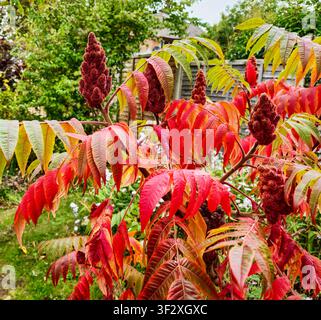 Die Herbstblätter und die Fruchtstand (Fruchtkopf) von Rhus typhina, dem Hirschhorn-Sumach oder Hirschhörner-Sumach, England, UK Stockfoto