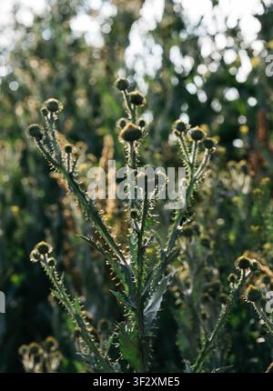 Nahaufnahme von wilden Distelpflanzen mit dornigen Stängeln und noch geschlossenen Blütenknospen, die auf einer natürlichen Wiese wachsen. Weiches Abendlicht erzeugt schönes Bokeh und Gegenlicht, das die Textur der stacheligen Blätter hervorhebt. Stockfoto