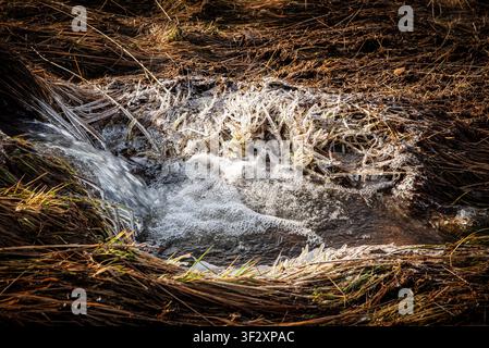 Ein kleiner Bach klaren, sprudelnden Wassers fließt durch eine ländliche Landschaft in Island. Eiszapfen und dünne Schichten gefrorenen Eises bedecken die Halme von trockenem Gold Stockfoto