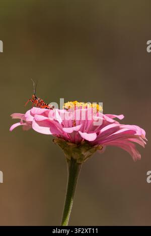 Vertikale Makroaufnahme eines Raubwanzen auf einer rosa Zinnia-elegans-Blüte im Sommer, mit weichem natürlichem Hintergrund, Kopierraum und einer ruhigen Wandkunst-Ästhetik. Stockfoto