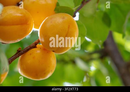 Reife Aprikosen hängen von einem Baum in einem Sommergarten Stockfoto