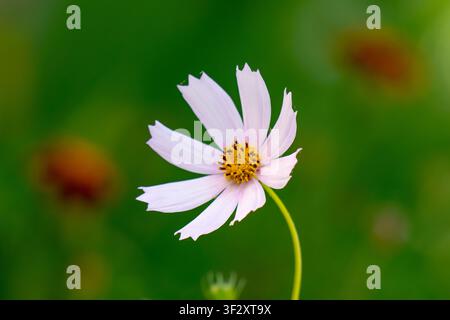 Schöne lila Kosmos-Blume auf grünem verschwommenem Hintergrund. Cosmos bipinnatus, allgemein genannt der Gartenkosmos Stockfoto