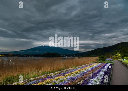 Dieses Bild zeigt den ikonischen Mt. Fuji, wie er vom Oishi-Park in Fujikawaguchiko, Präfektur Yamanashi, während der Dämmerungsstunden zu sehen ist. Der Park bietet Stockfoto